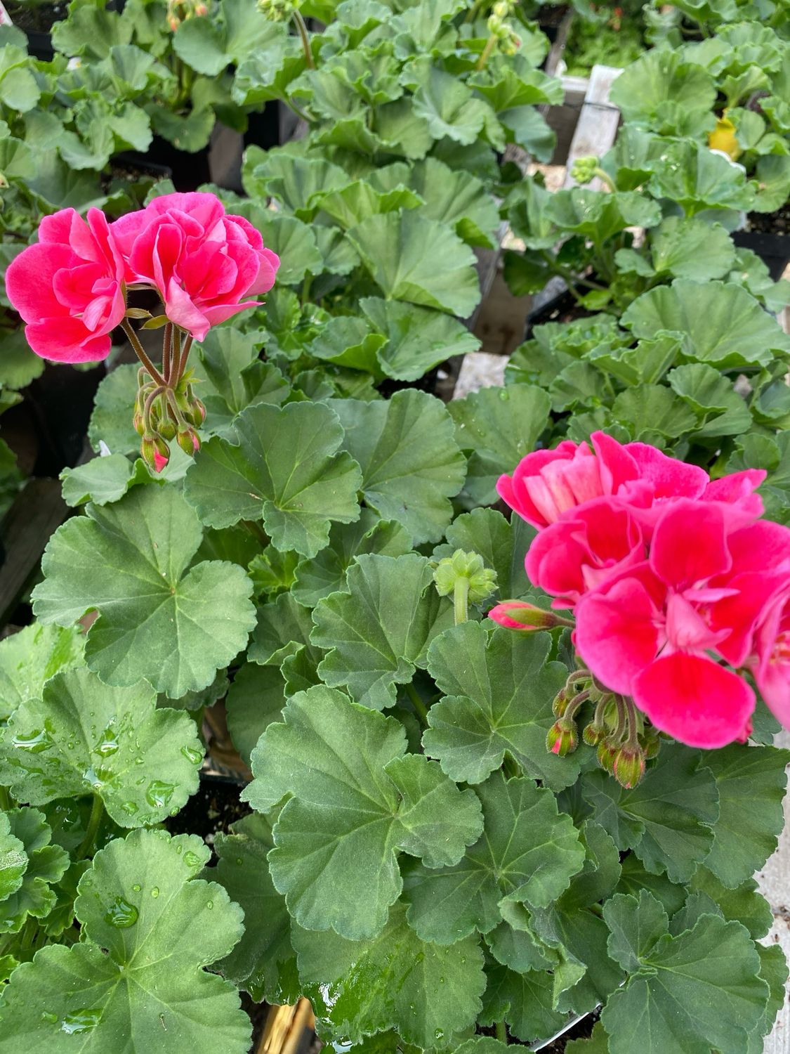 Geranium Strawberry SIZZLE Fantasia (4 1/2" pot)