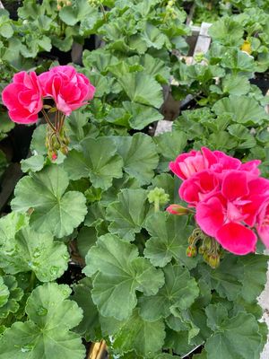 Geranium Strawberry SIZZLE Fantasia (4 1/2" pot)