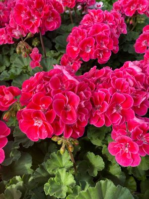 Jumbo Geranium Strawberry SIZZLE Fantasia (7" Jumbo pot)