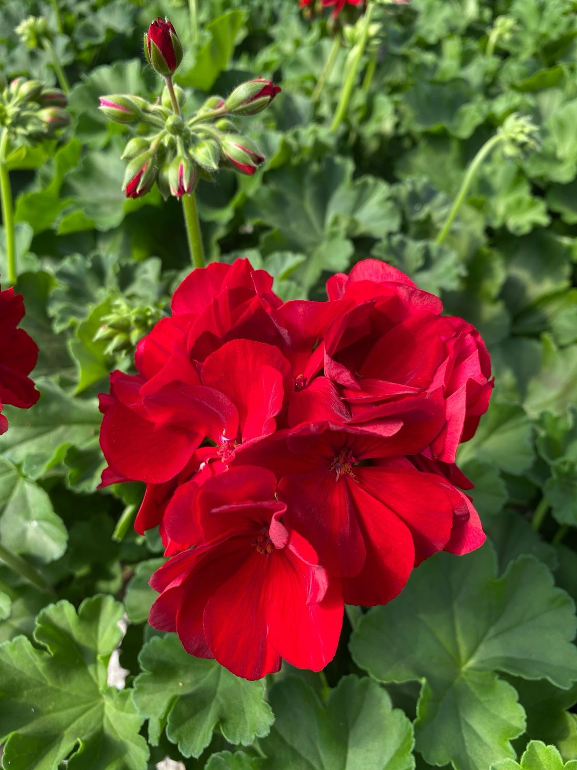 Jumbo Geranium Red DARK Red Calliope / Rocky Mountain (7" Jumbo pot)