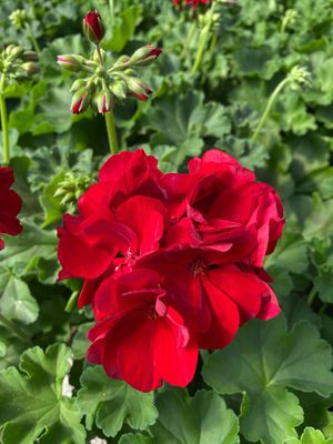 Jumbo Geranium Red DARK Red Calliope / Rocky Mountain (7" Jumbo pot)