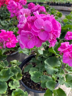 Jumbo Geranium Purple Lavender Blue Wonder Patriot (7" Jumbo pot)