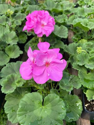 Geranium Purple Lavender Blue Wonder / Elanos Patriot (4 1/2" pot)