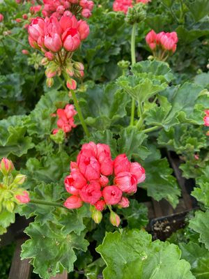 Geranium THE PEARL (4 1/2" pot)