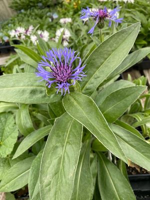Centaurea Bachelor Button Montana Cornflower (quart perennial) $9.99