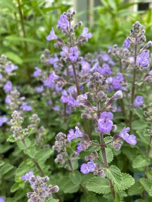 Nepeta Catmint Purrsian Blue (quart perennial) $11.99