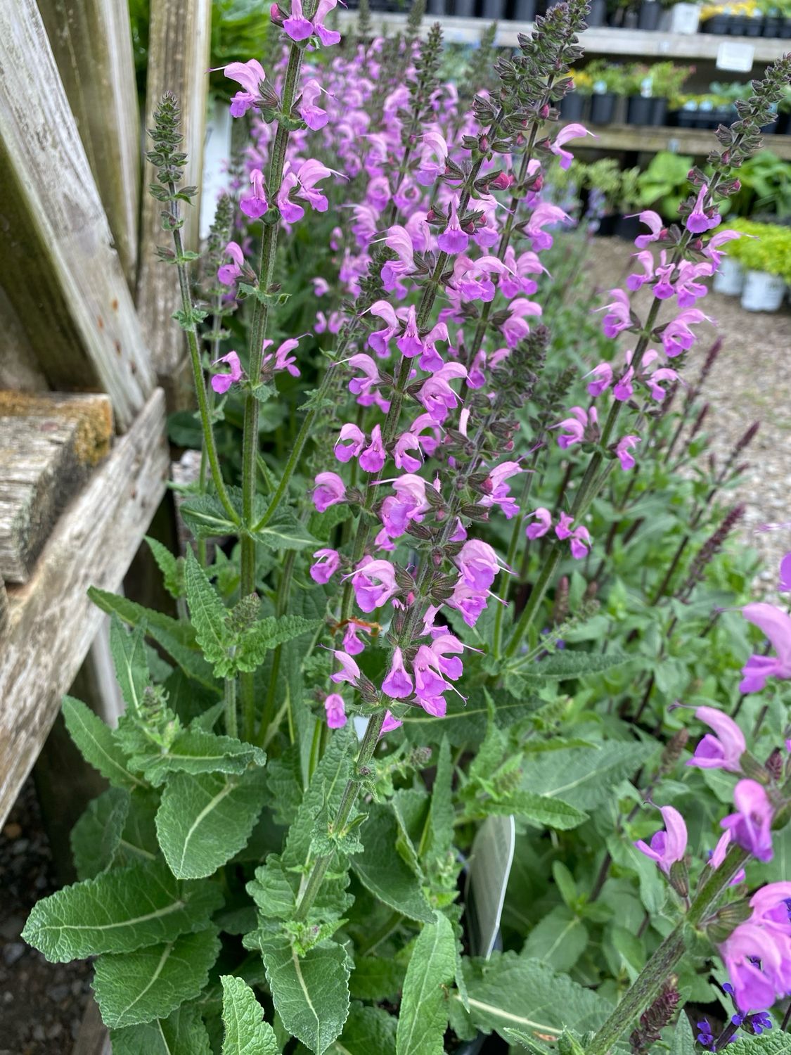 Salvia Back to the Fuchsia Color Spires (gallon perennial) $29.99