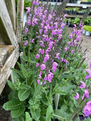 Salvia Back to the Fuchsia Color Spires (gallon perennial) $29.99