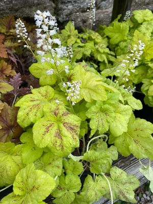 Heucherella Yellowstone Falls Coral Bells (gallon perennial) $29.99