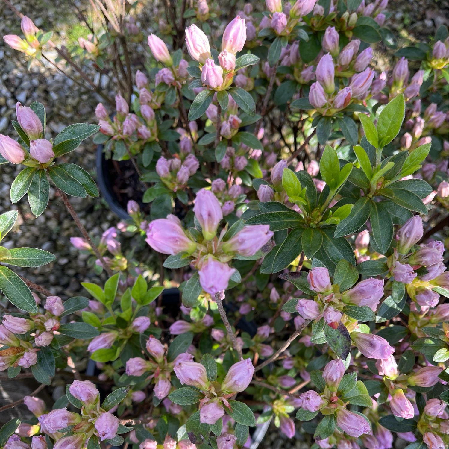 Azalea Elsie Lee (3 gallon) $59.99