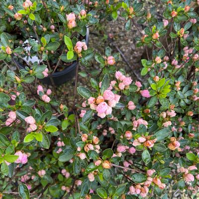 Azalea Rosebud (3 gallon) $59.99