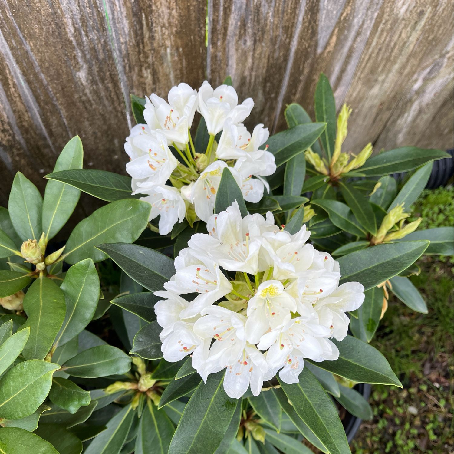 Rhododendron Chionoides White (3 gallon) $69.99