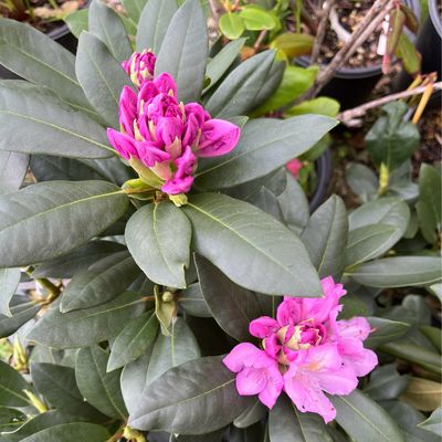 Rhododendron Roseum Elegans (3 gallon) $59.99