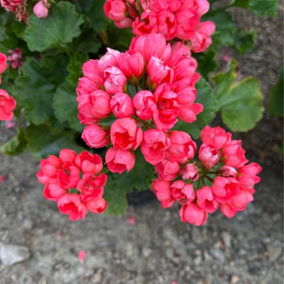 Jumbo Geranium THE PEARL (7" Jumbo pot)