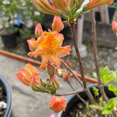 Azalea Gibralter (3 gallon) $59.99
