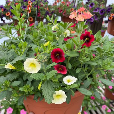 One of a Kind (12" Hanging Basket) $45.99