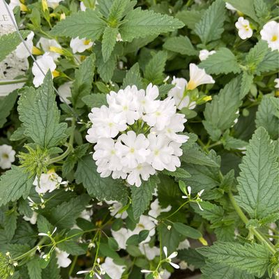 Wedding Knot (12" Hanging Basket) $45.99