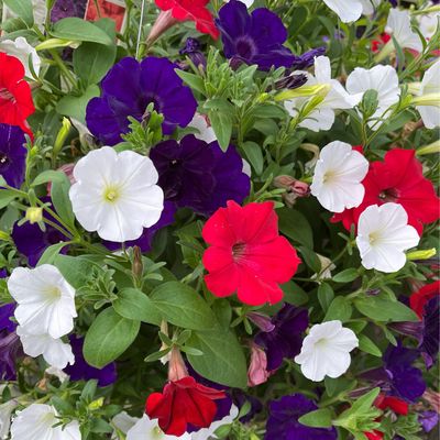 Main Street USA (12" Hanging Basket) $45.99