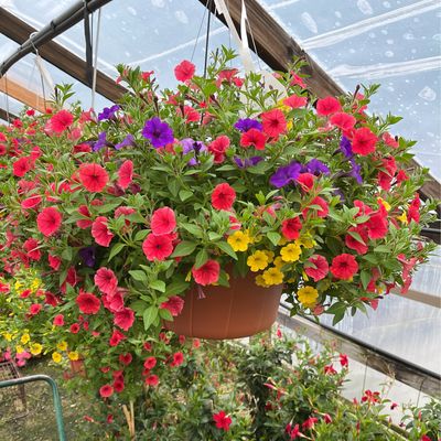 Prime Time (12" Hanging Basket) $39.99