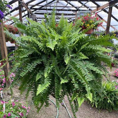Fern Boston Massii (10" Hanging Basket Tropical) $39.99
