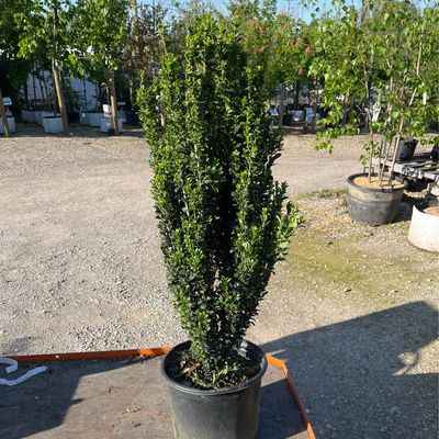 Ilex Crenata Sky Pencil Holly (3 gallon) $69.99