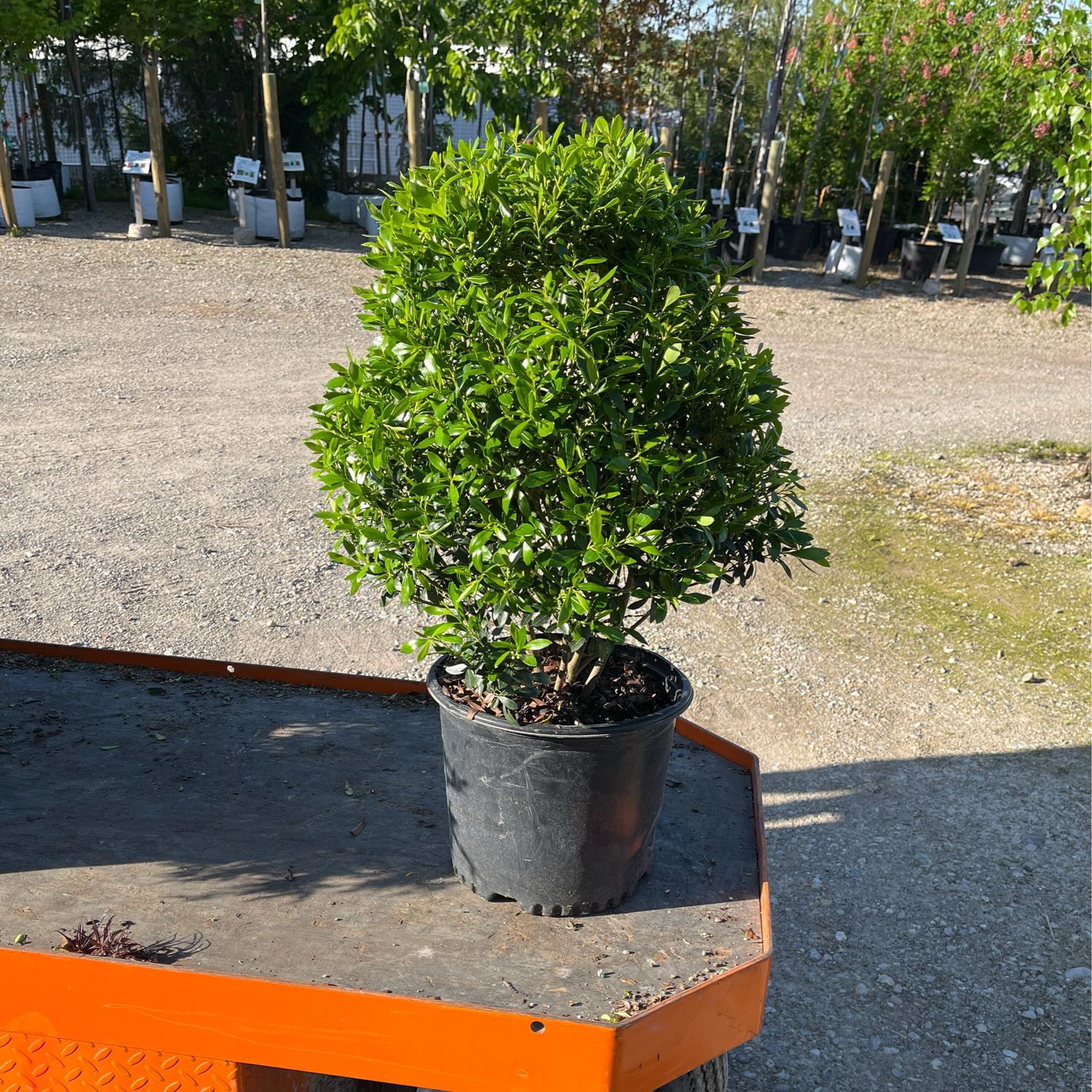 Ilex glabra Shamrock Inkberry Holly (3 gallon) $59.99