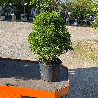 Ilex glabra Shamrock Inkberry Holly (3 gallon) $59.99