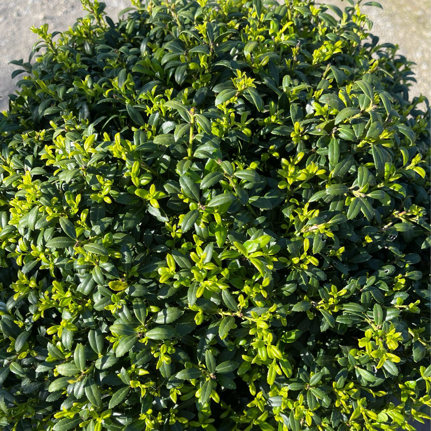 Ilex Crenata Soft Touch Holly (3 gallon) $59.99