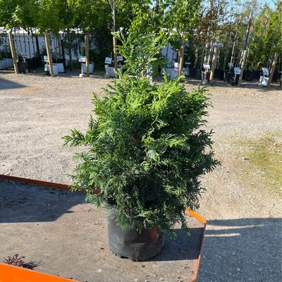 Chamaecyparis Soft Serve PW (3 gallon) $59.99