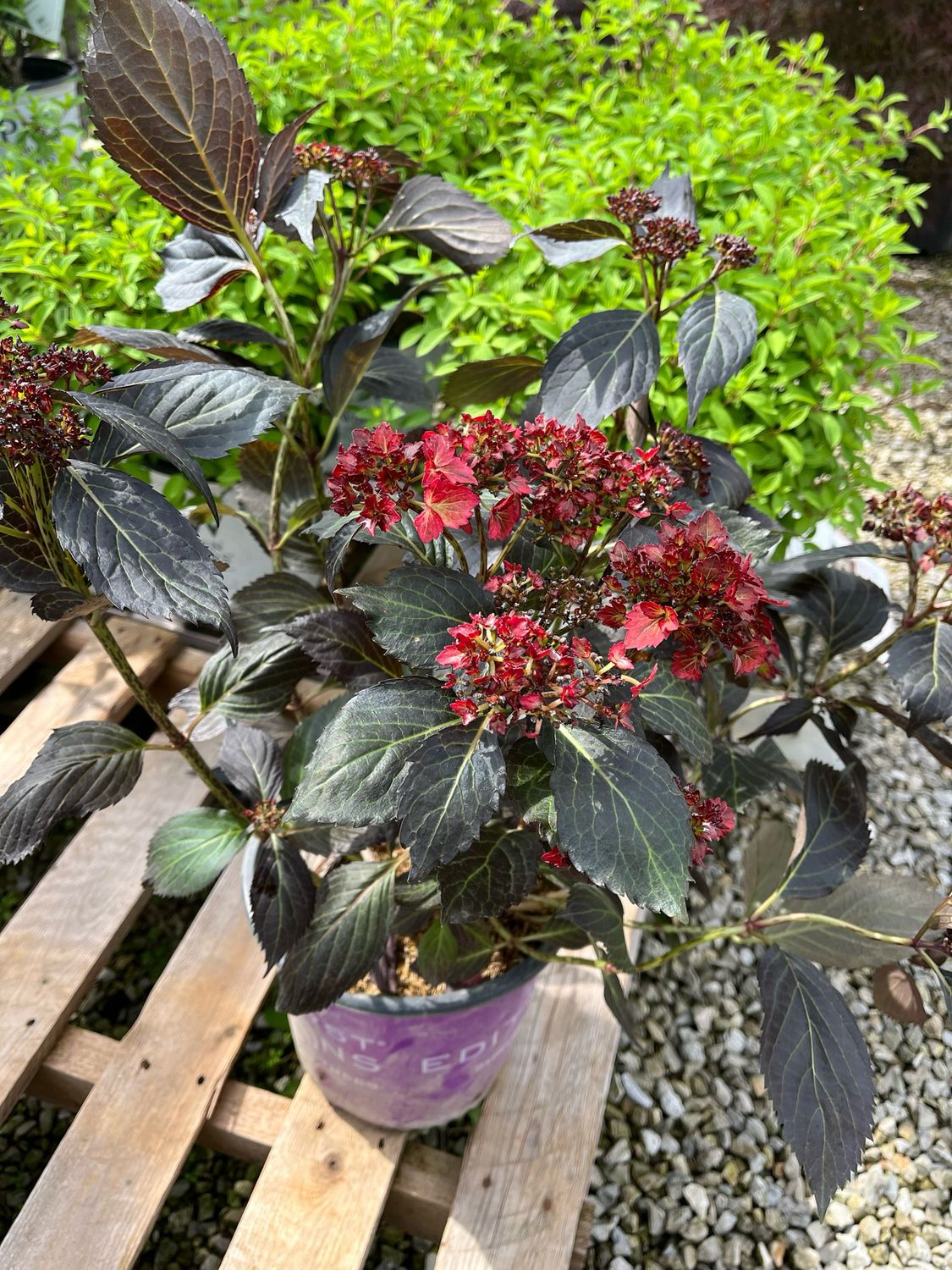 Hydrangea Eclipse (3 gallon) $52.99