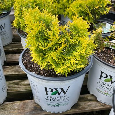 Arborvitae Anna&#39;s Magic Ball PW (3 gallon) $59.99
