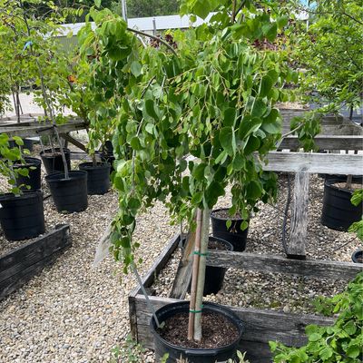 Katsura Tree Weeping Cercidiph. Jap. Morioka (15 gallon) $279.99