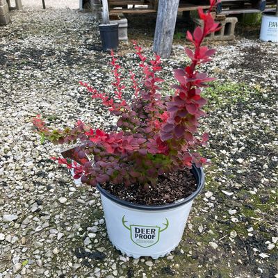 Barberry SunJoy Tangelo PW (3 gallon) $52.99