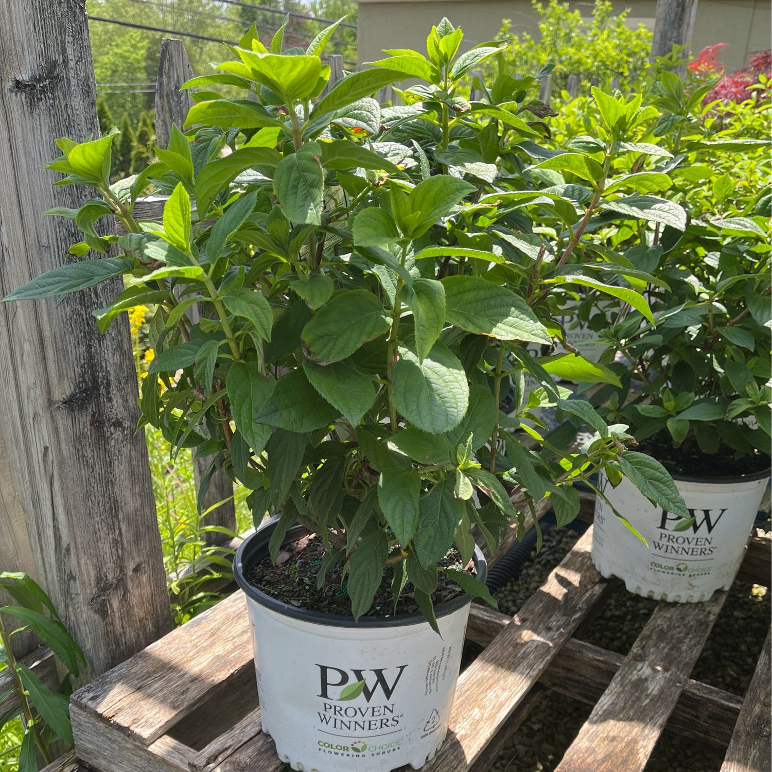 Hydrangea Fire Light PW (3 gallon) $52.99