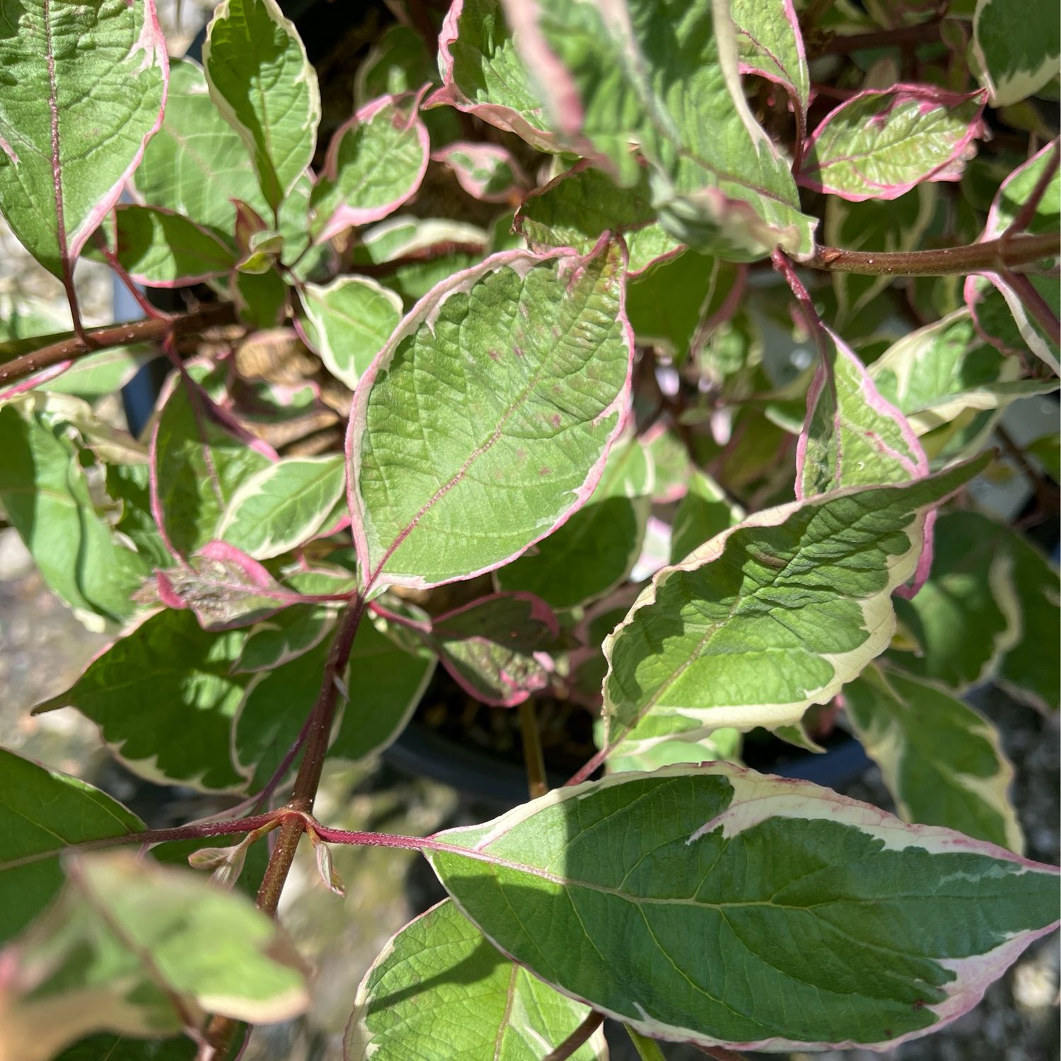 Dogwood Sargent Pepper Cornus PW (3 gallon) $52.99