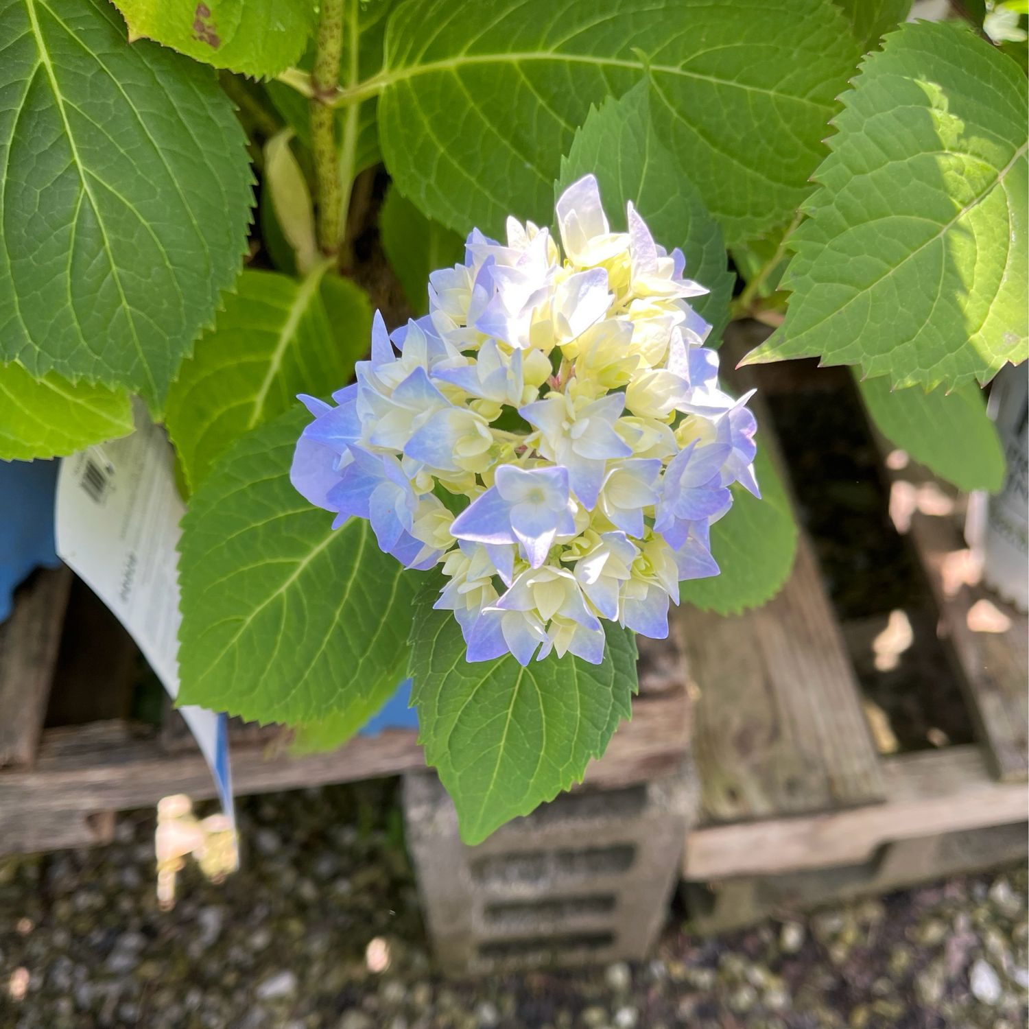 Hydrangea Endless Summer Bloomstruck (3 gallon) $52.99