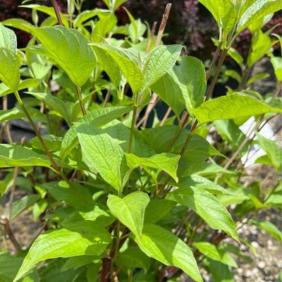 Dogwood Redtwig Bailey (3 gallon) $52.99