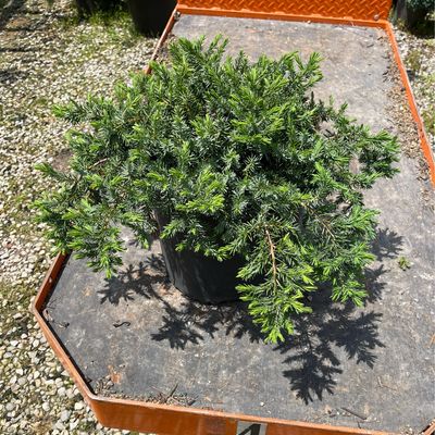 Juniper Blue Pacific (3 gallon) $49.99