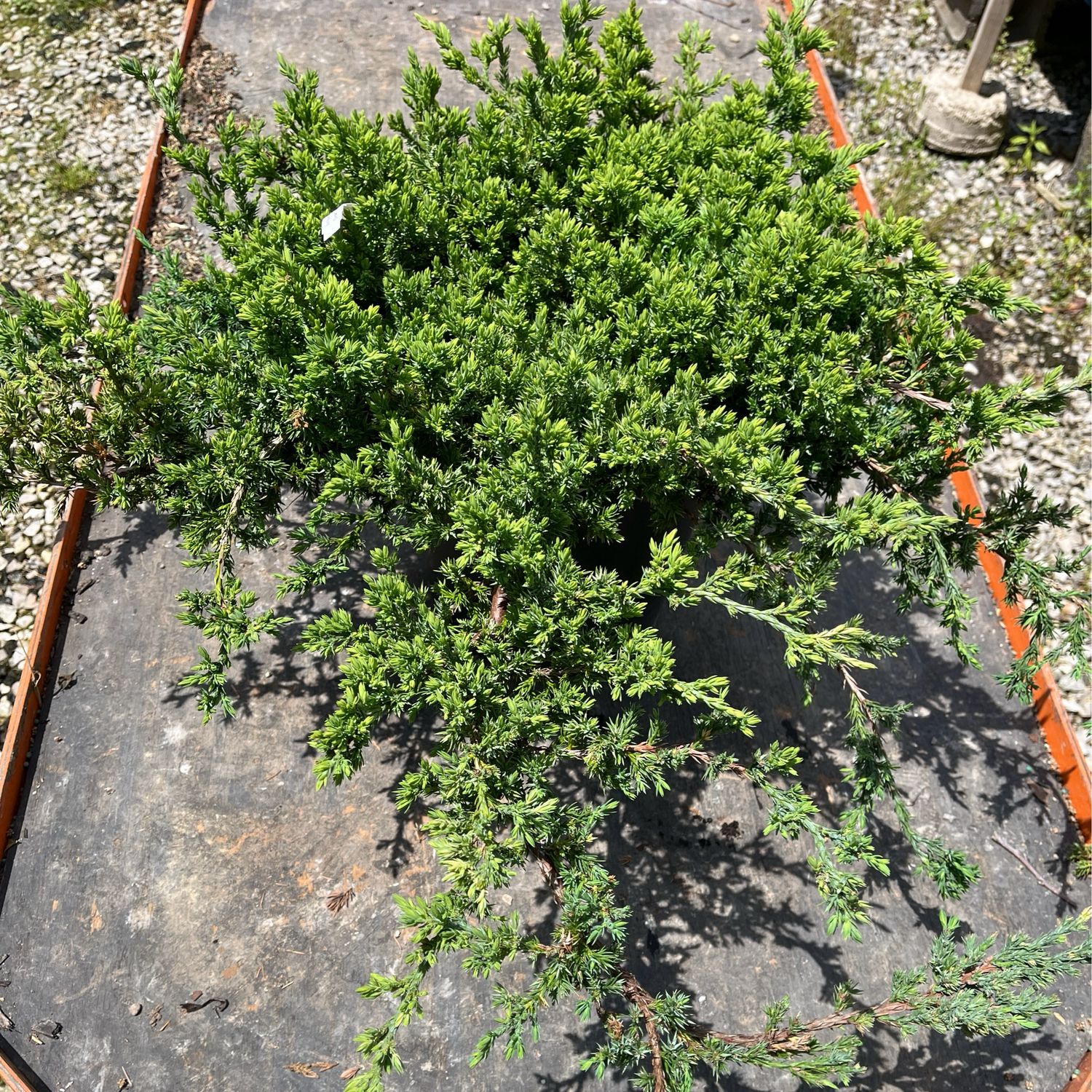 Juniper Dwarf Japanese Garden Procumbes Nana (3 gallon) $49.99