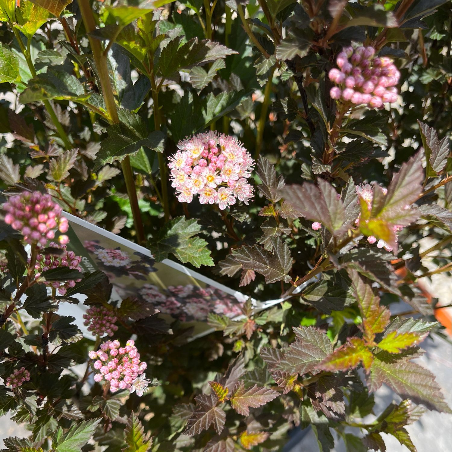 Ninebark Tiny Wine physocarpus PW (3 gallon) $52.99