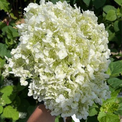 Hydrangea Incrediball PW (3 gallon) $52.99