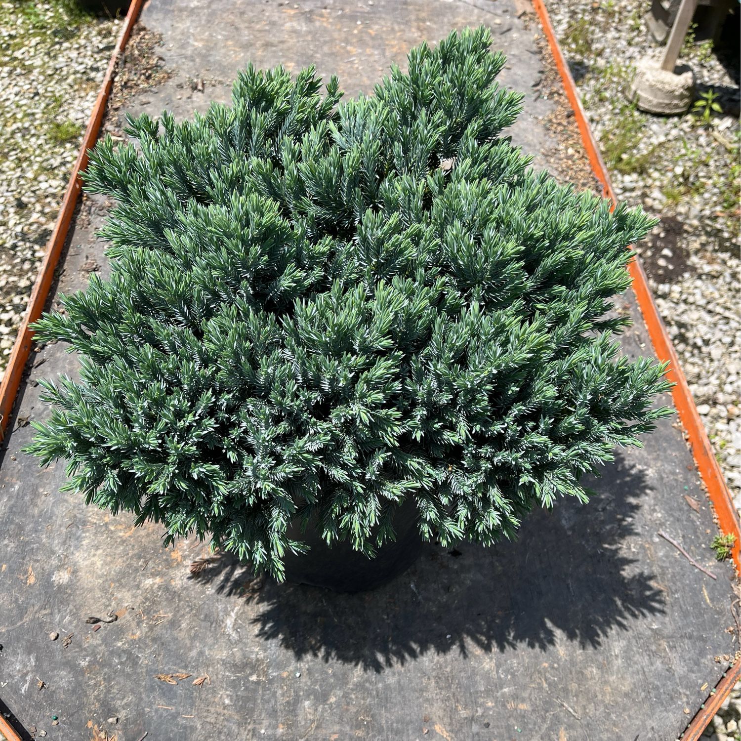 Juniper Blue Star (2 gallon) $49.99