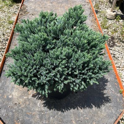 Juniper Blue Star (2 gallon) $49.99