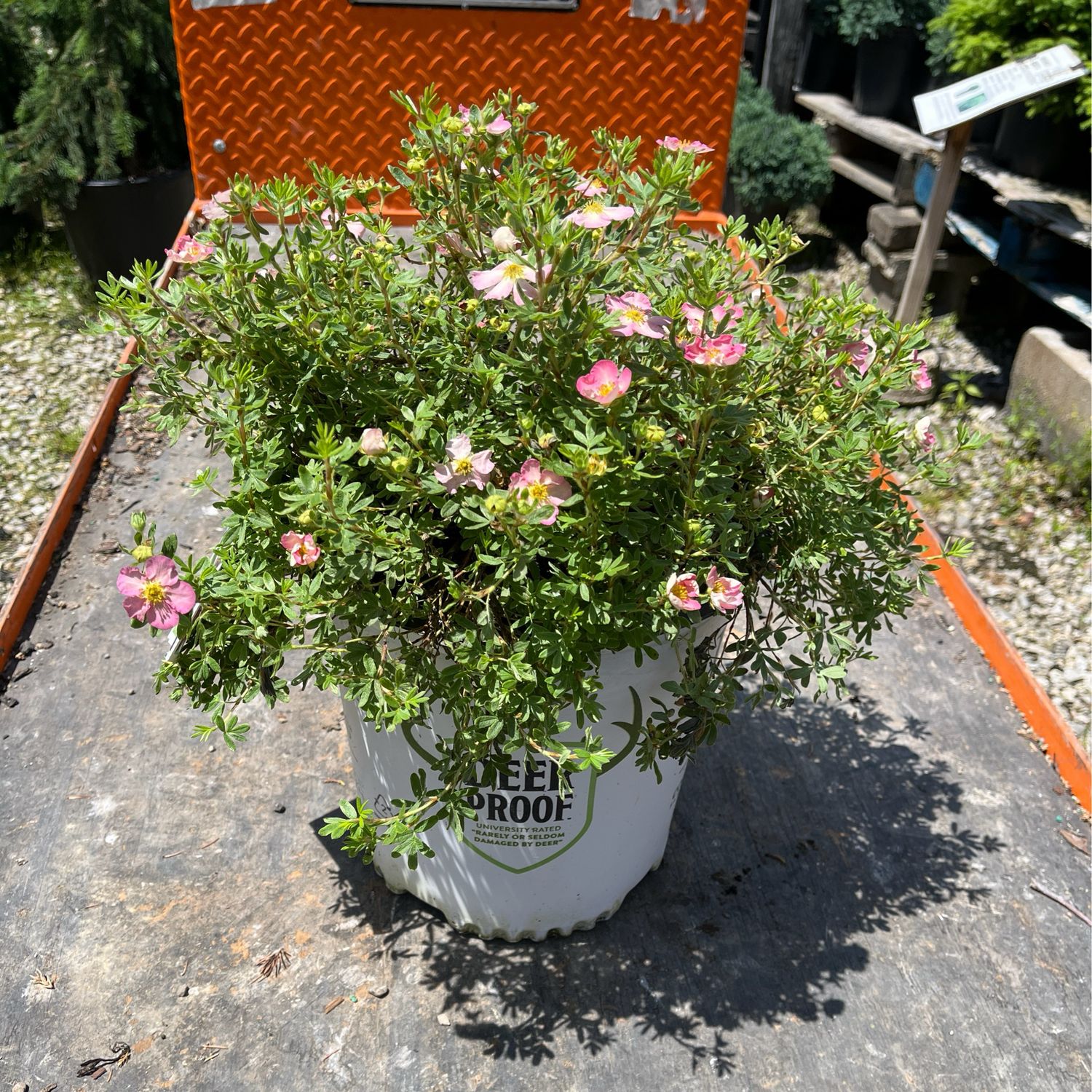 Potentilla Happy Face Hearts PW (2 gallon) $59.99