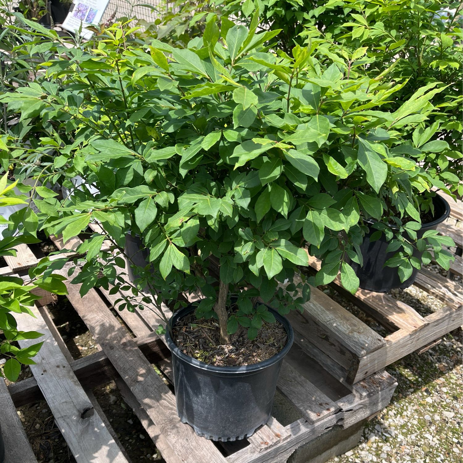 Euonymus Burning Bush (3 gallon) $49.99