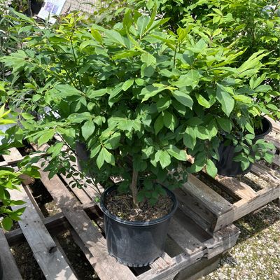 Euonymus Burning Bush (3 gallon) $49.99