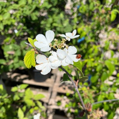 Viburnum Igloo (3 gallon) $59.99 Viburnum Igloo (3 gallon) $59.99