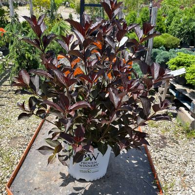Weigela Wine and Roses PW (3 gallon) $59.99