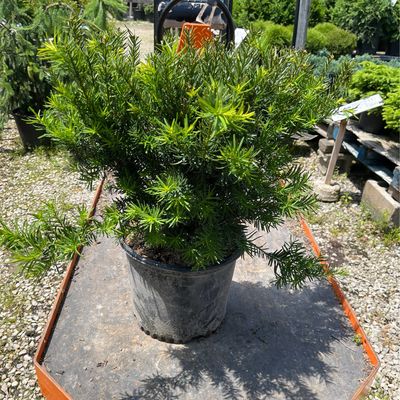 Yew Dense Taxus Densiformis (3 gallon) $52.99 Yew Dense Taxus Densiformis (3 gallon) $52.99