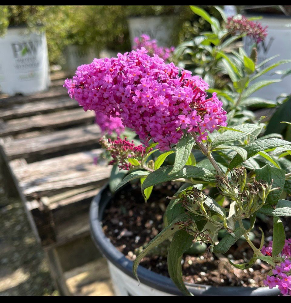 Buddleia Pugster PINKER Butterfly Bush PW (3 gallon) $49.99
